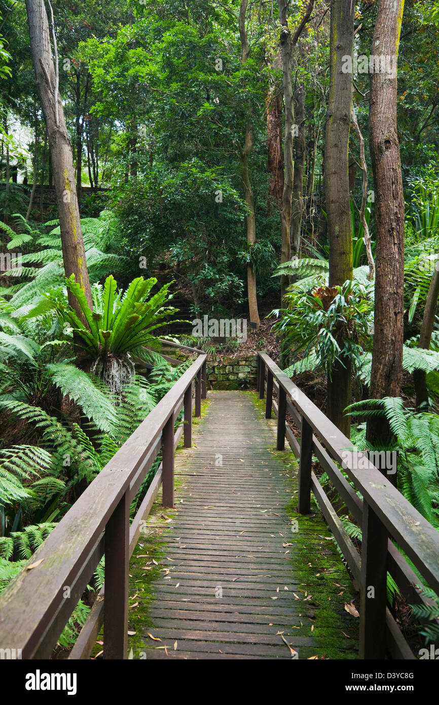 Rainforest gully area at the Australian National Botanic Gardens.  Canberra, Australian Capital Territory (ACT), Australia Stock Photo