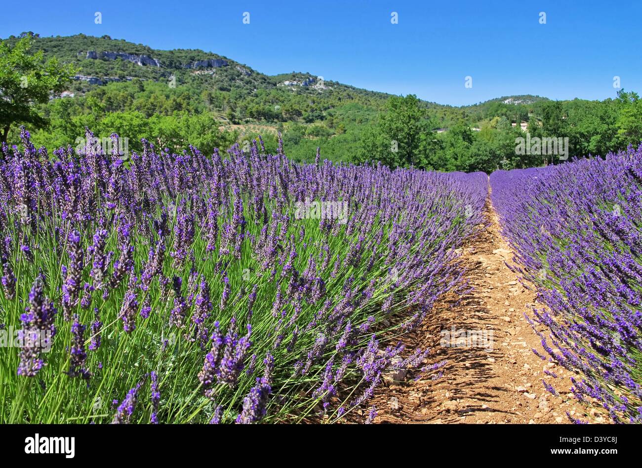 Lavendelfeld - lavender field 39 Stock Photo