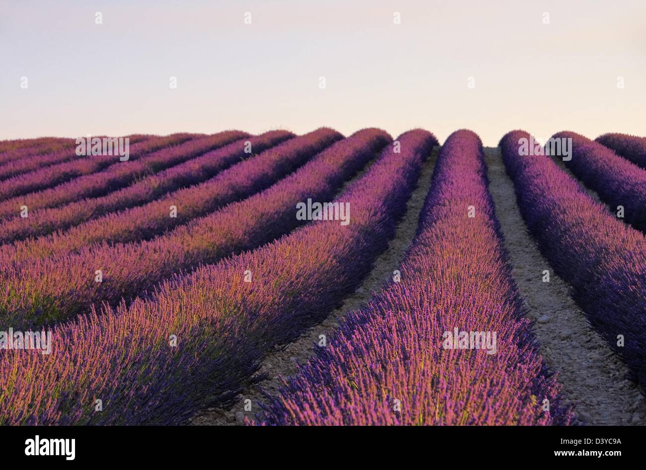 Lavendelfeld - lavender field 98 Stock Photo