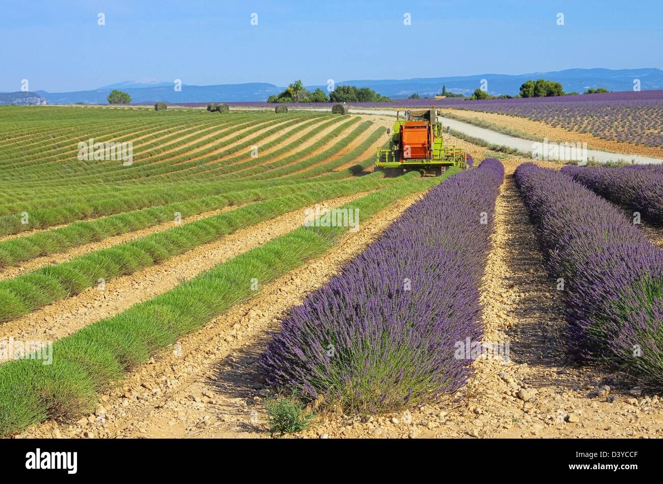 Lavendelfeld Ernte - lavender field harvest 13 Stock Photo