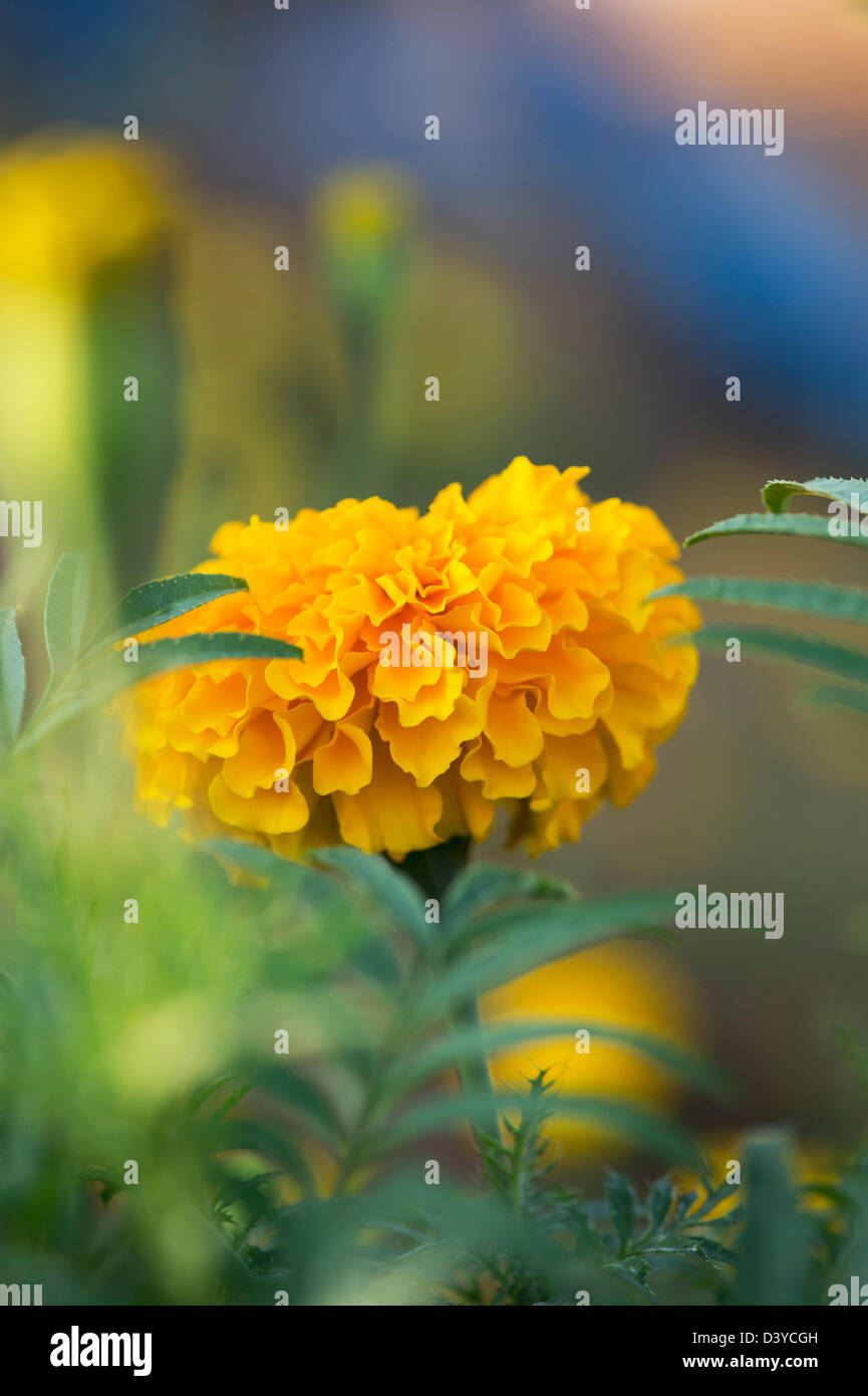 Marigold flowers cultivated in India for selling as religious offerings. Andhra Pradesh, India Stock Photo