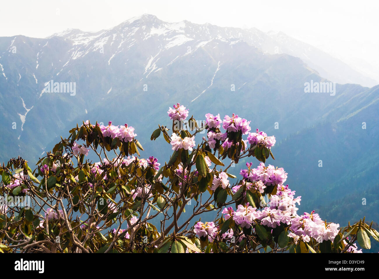 Rhododendrons at Chandrakhani Pass (3650m), Himachal Pradesh, India Stock Photo