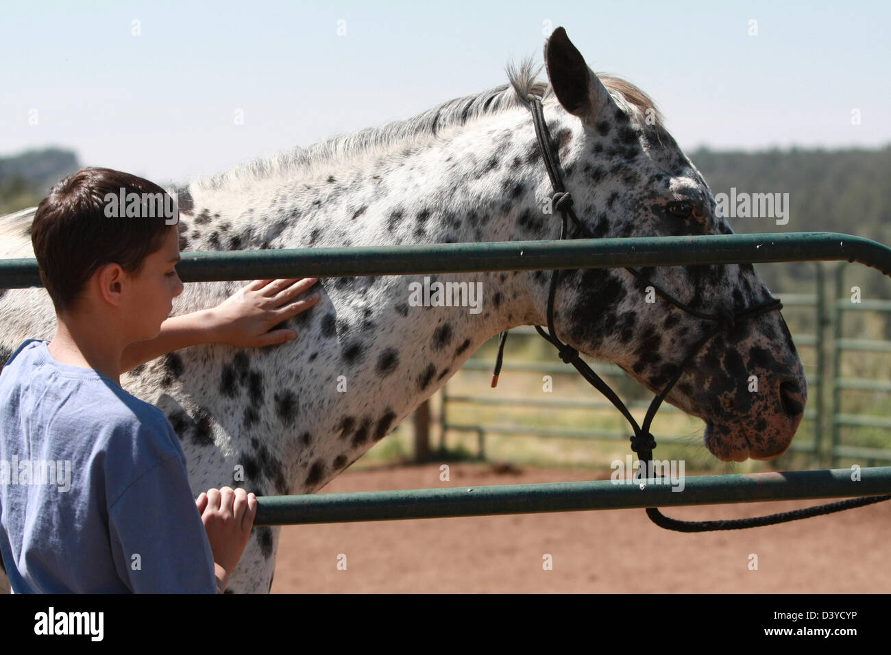 Young boy doing chores with horses on ranch or farm Stock Photo Alamy