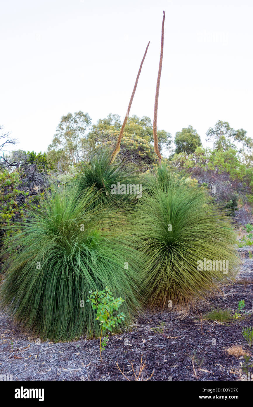 Xanthorrhoeaceae known as Black Boy plant as well Stock Photo Alamy
