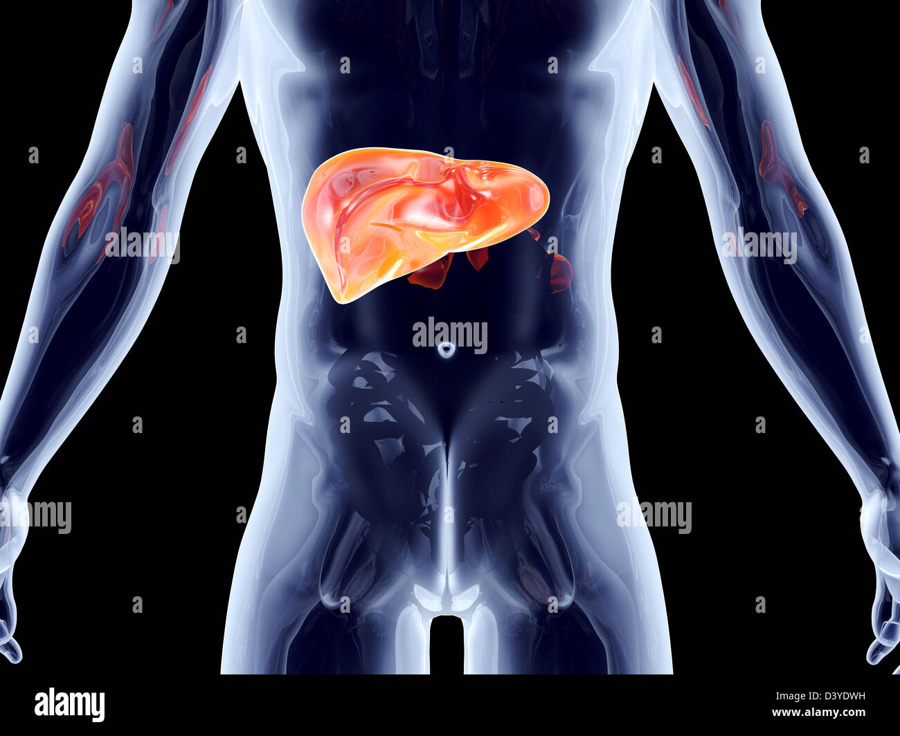 The Liver. 3D rendered anatomical illustration Stock Photo - Alamy