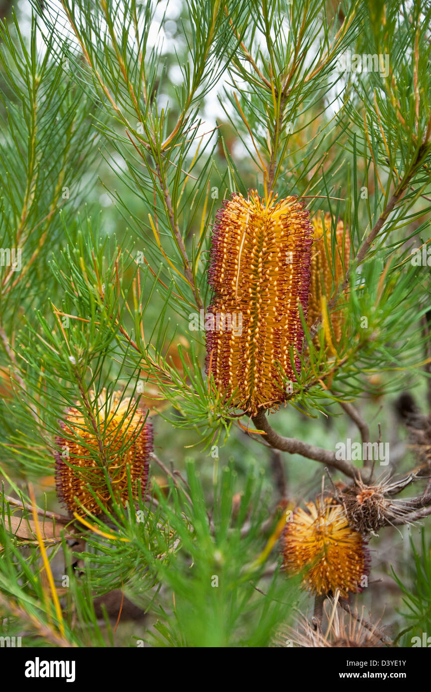 Banksia robur flower in Australian National Botanic Gardens. Canberra, Australian Capital Territory (ACT), Australia Stock Photo