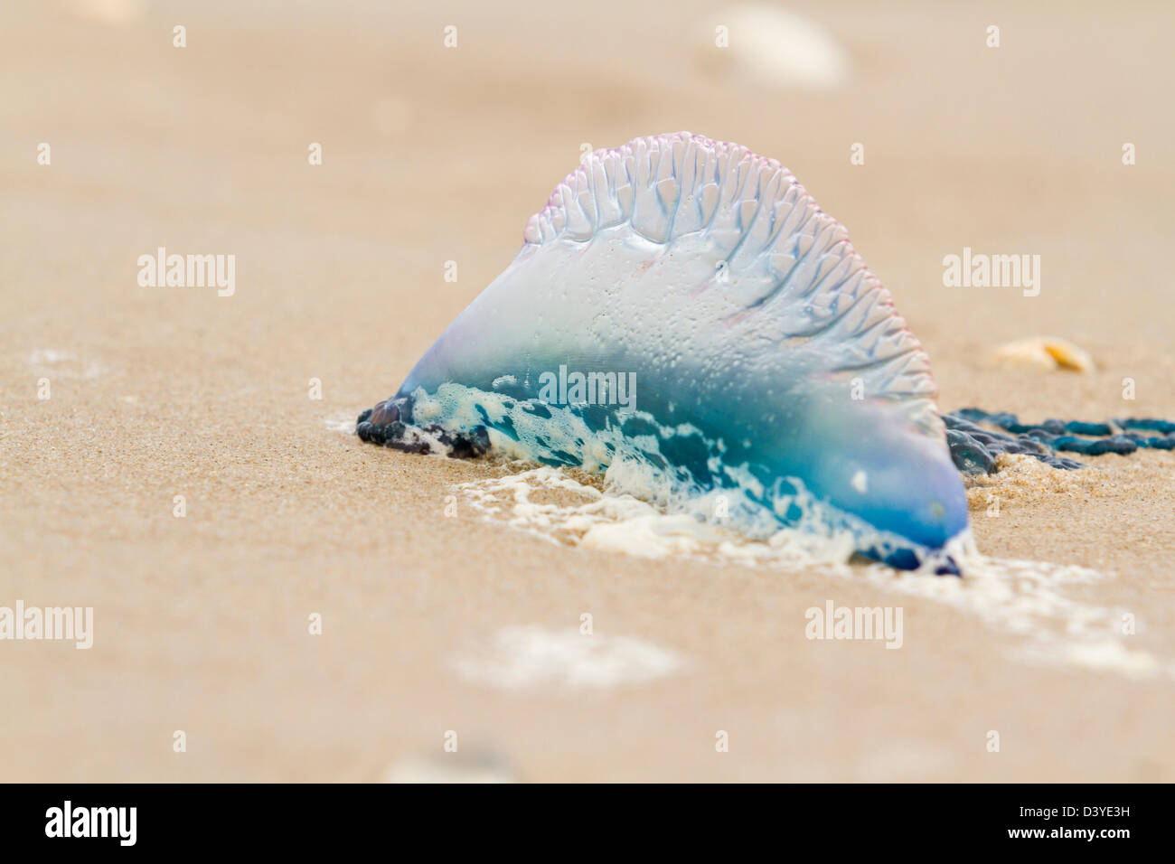 Portuguese Man O War Jellyfish on the beach of South Padre Island, TX