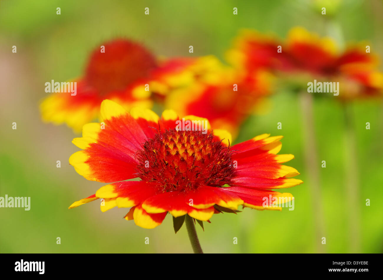 Kokardenblume - blanket flower 03 Stock Photo