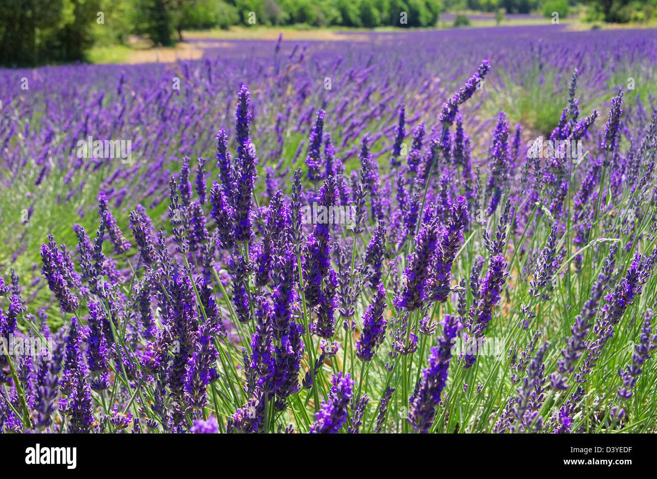 Lavendelfeld - lavender field 105 Stock Photo