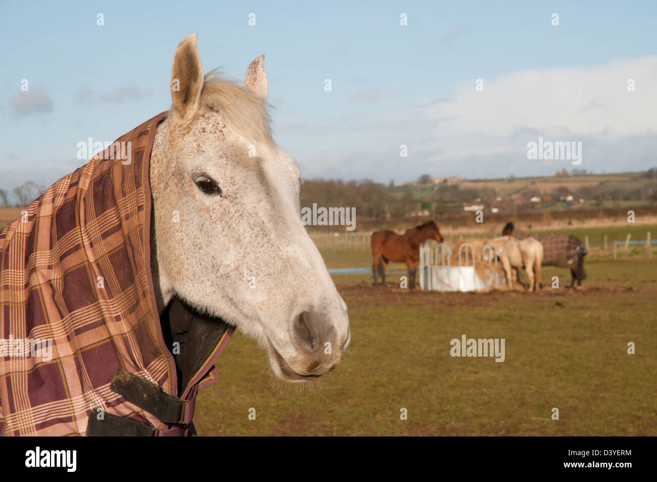 Horse wearing blanket in field with 3 horses feeding in background in
