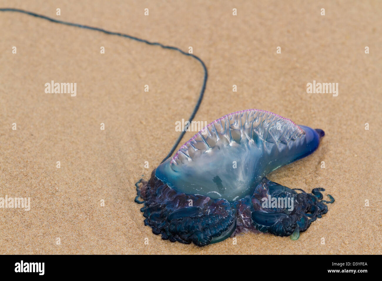 Portuguese Man O War Jellyfish on the beach of South padre, TX Stock