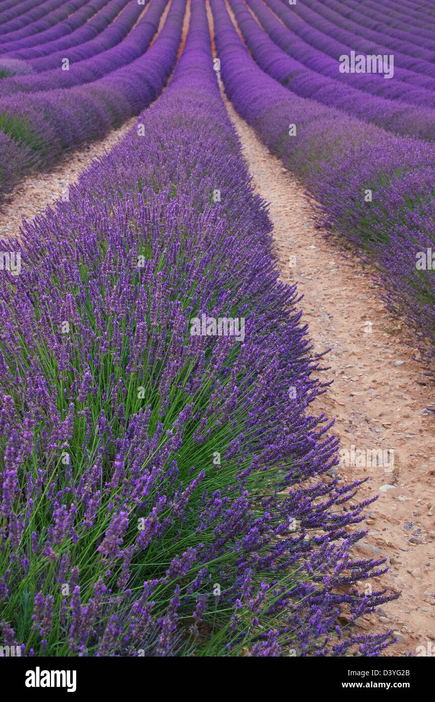 Lavendelfeld - lavender field 109 Stock Photo