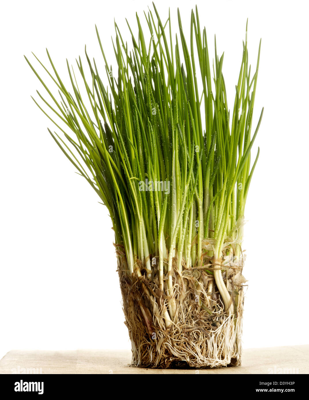 Garlic Chives Roots