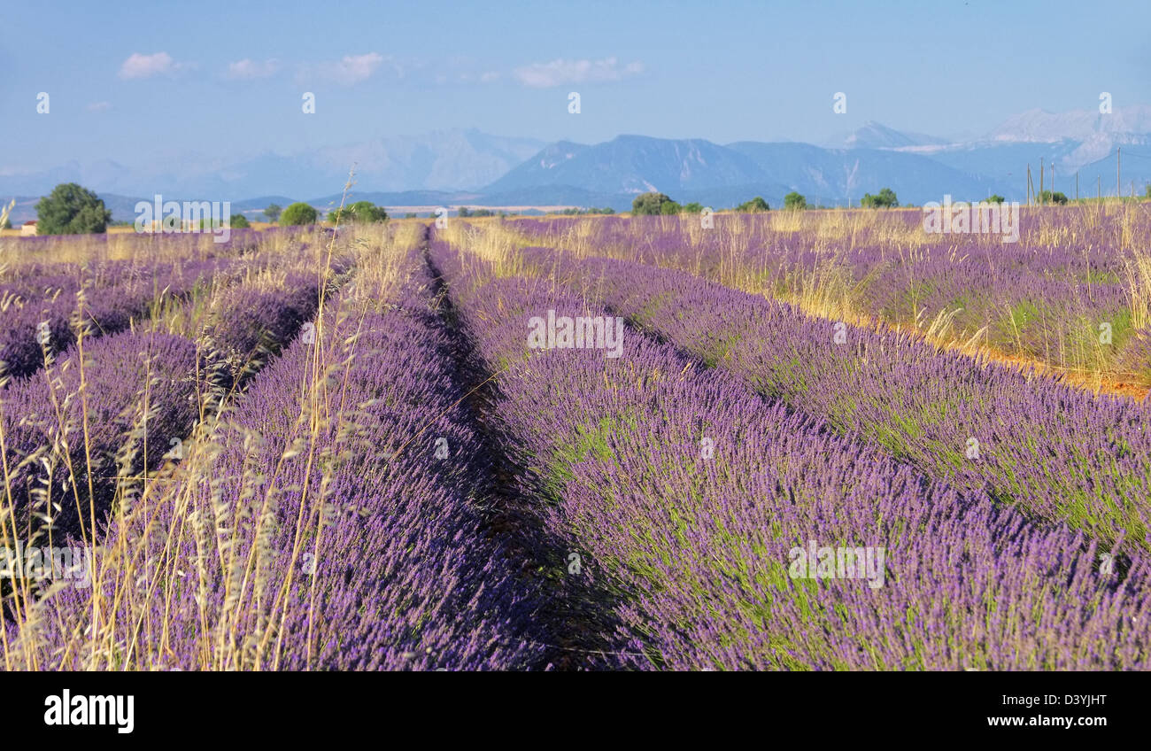 Lavendelfeld - lavender field 94 Stock Photo