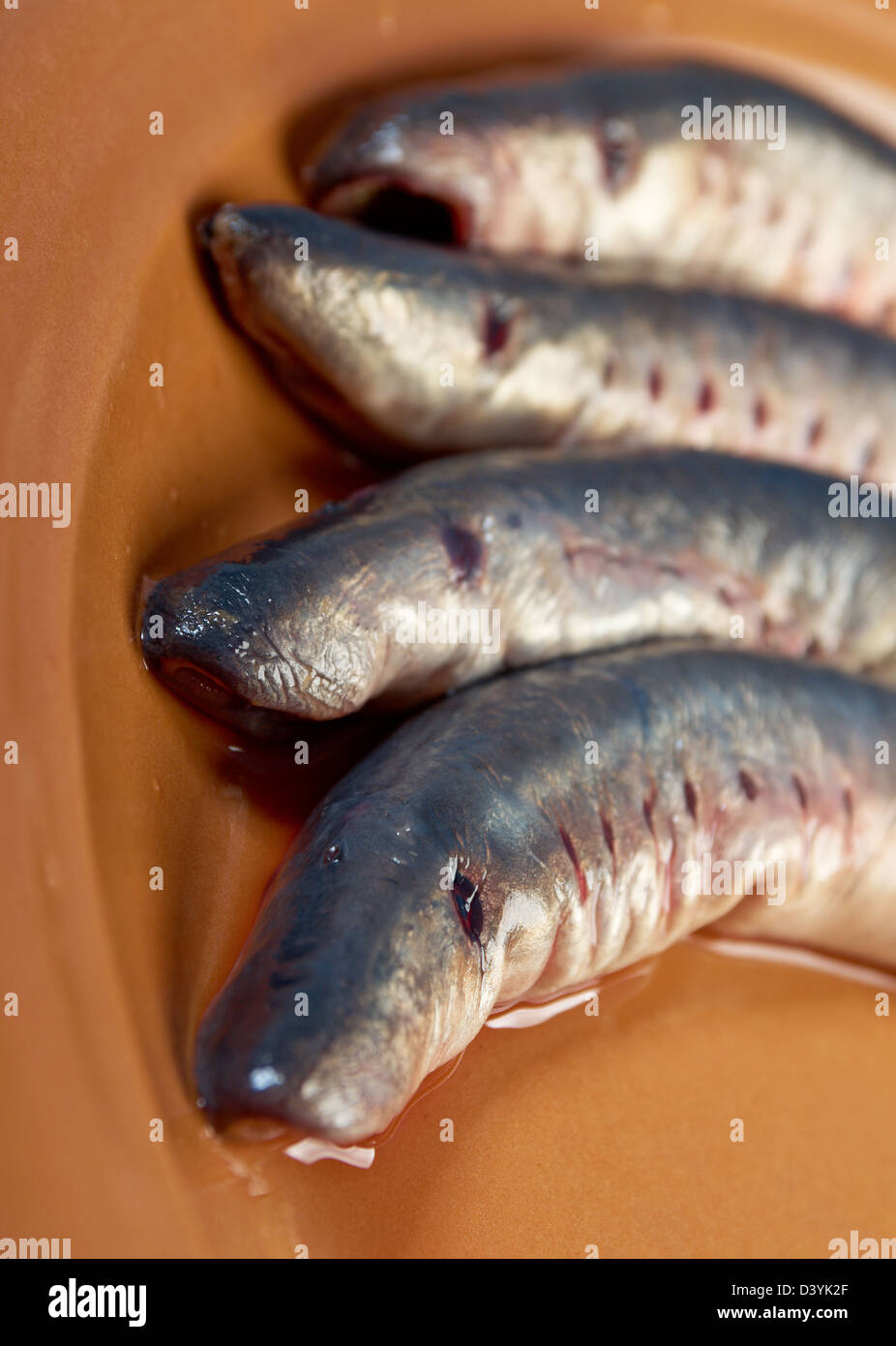 Fresh fish lamprey on plate. closeup Stock Photo