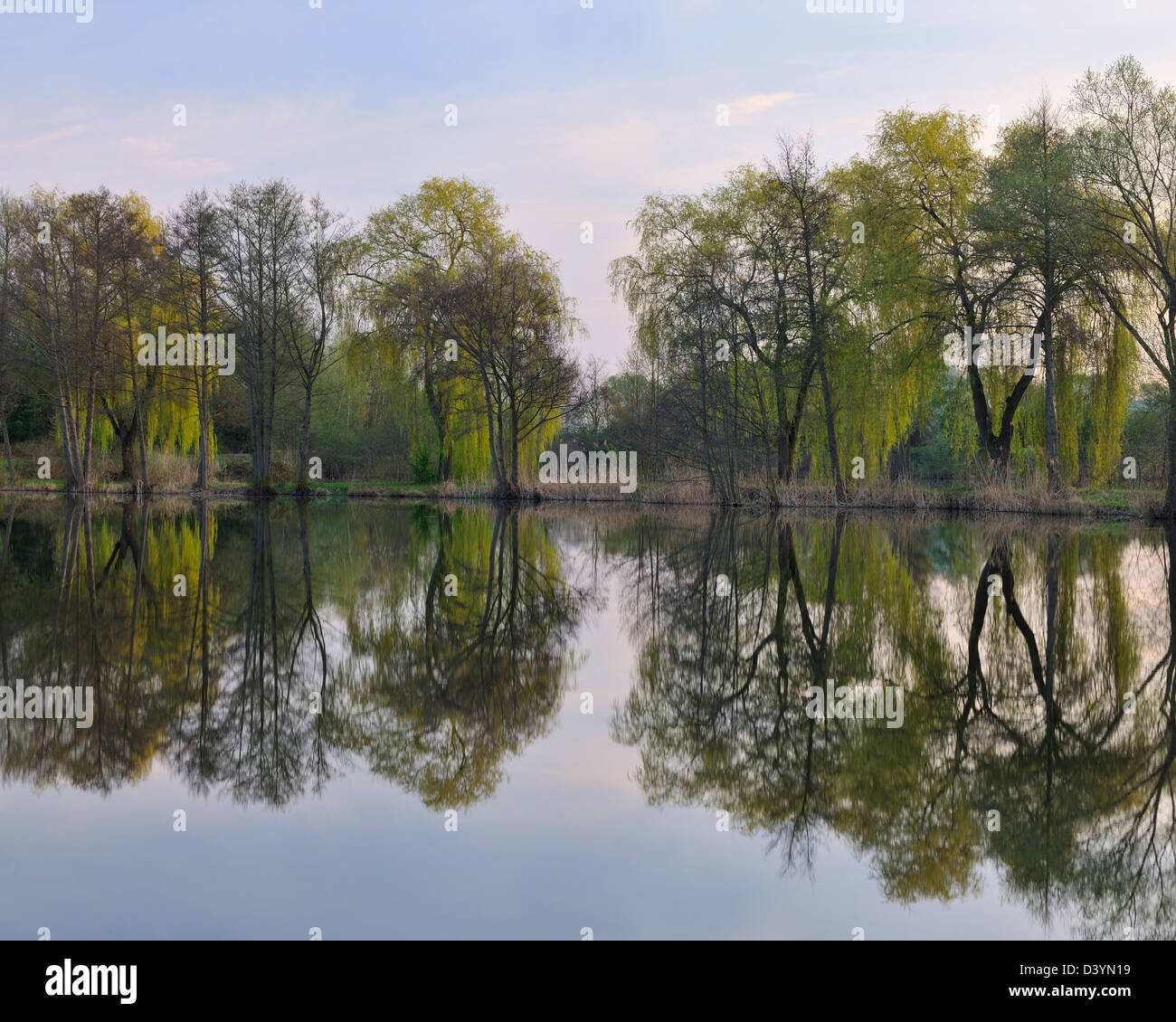 Babylon Willows and Lake, Aschaffenburg, Franconia, Bavaria, Germany Stock Photo