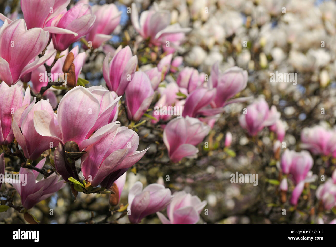 Magnolia, Aschaffenburg, Bavaria, Germany Stock Photo