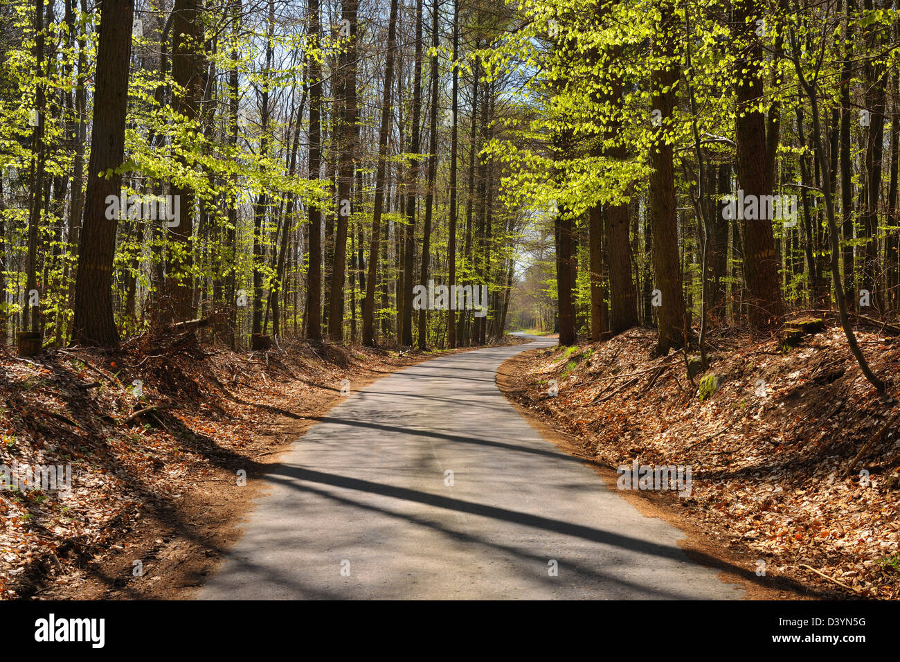 Forest Road, Heppenheim, Bergstrasse District, Hesse, Germany Stock Photo