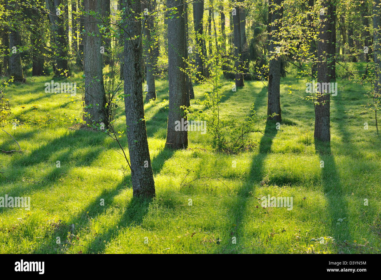 Forest, Baden-Wurttemberg, Germany Stock Photo