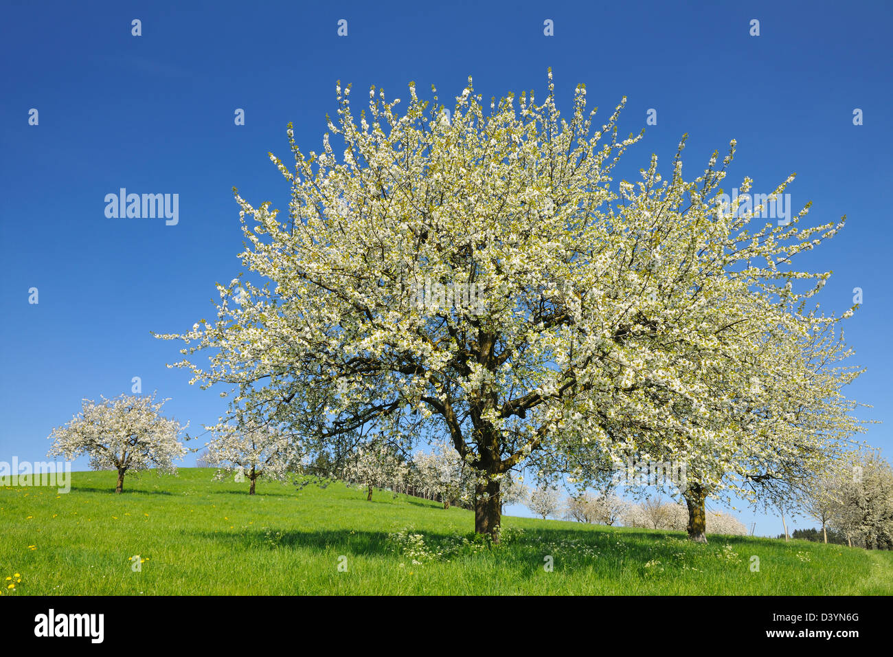 Cherry Trees and Meadow, Baden-Wurttemberg, Germany Stock Photo