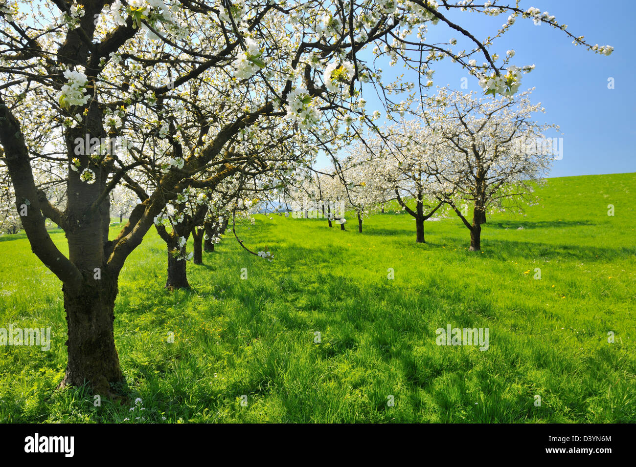Cherry Trees, Baden-Wurttemberg, Germany Stock Photo