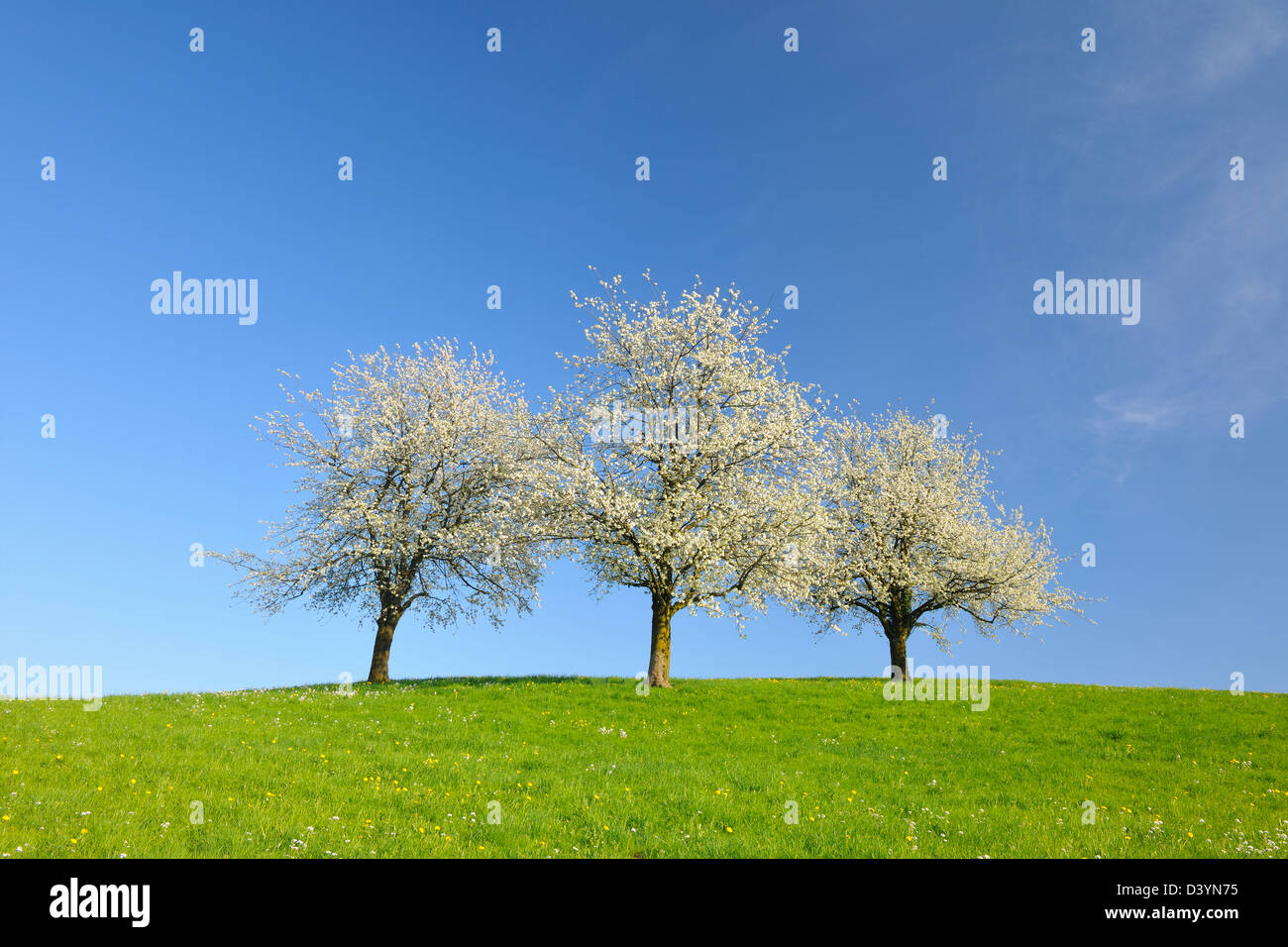 Cherry Trees and Meadow, Baden-Wurttemberg, Germany Stock Photo