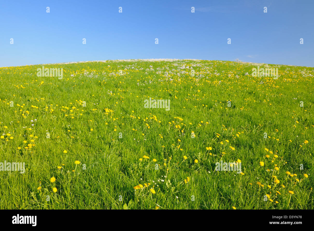 Flowering Meadow, Baden-Wurttemberg, Germany Stock Photo