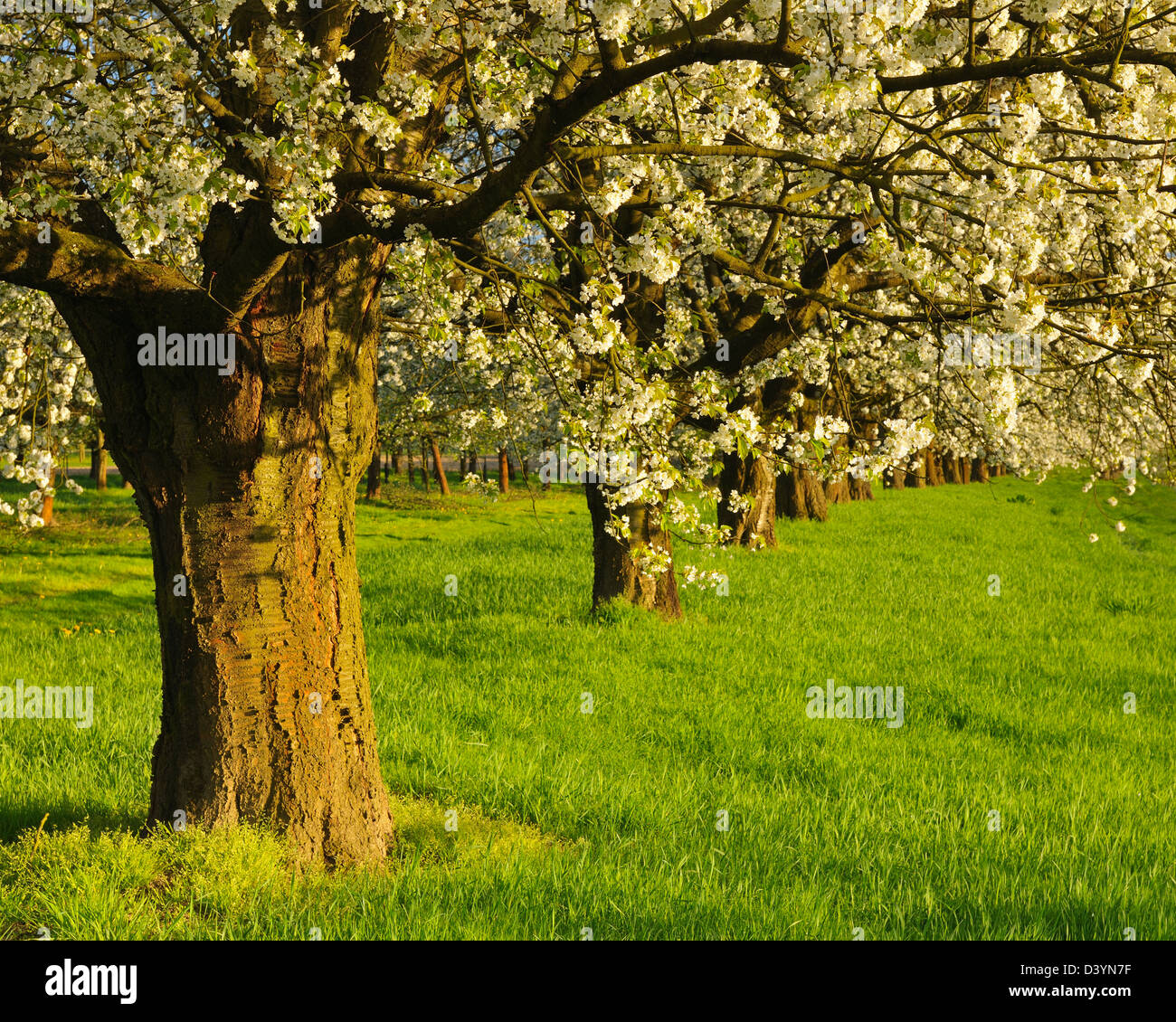 Cherry Trees, Appenweier, Ortenaukreis, Baden-Wurttemberg, Germany Stock Photo