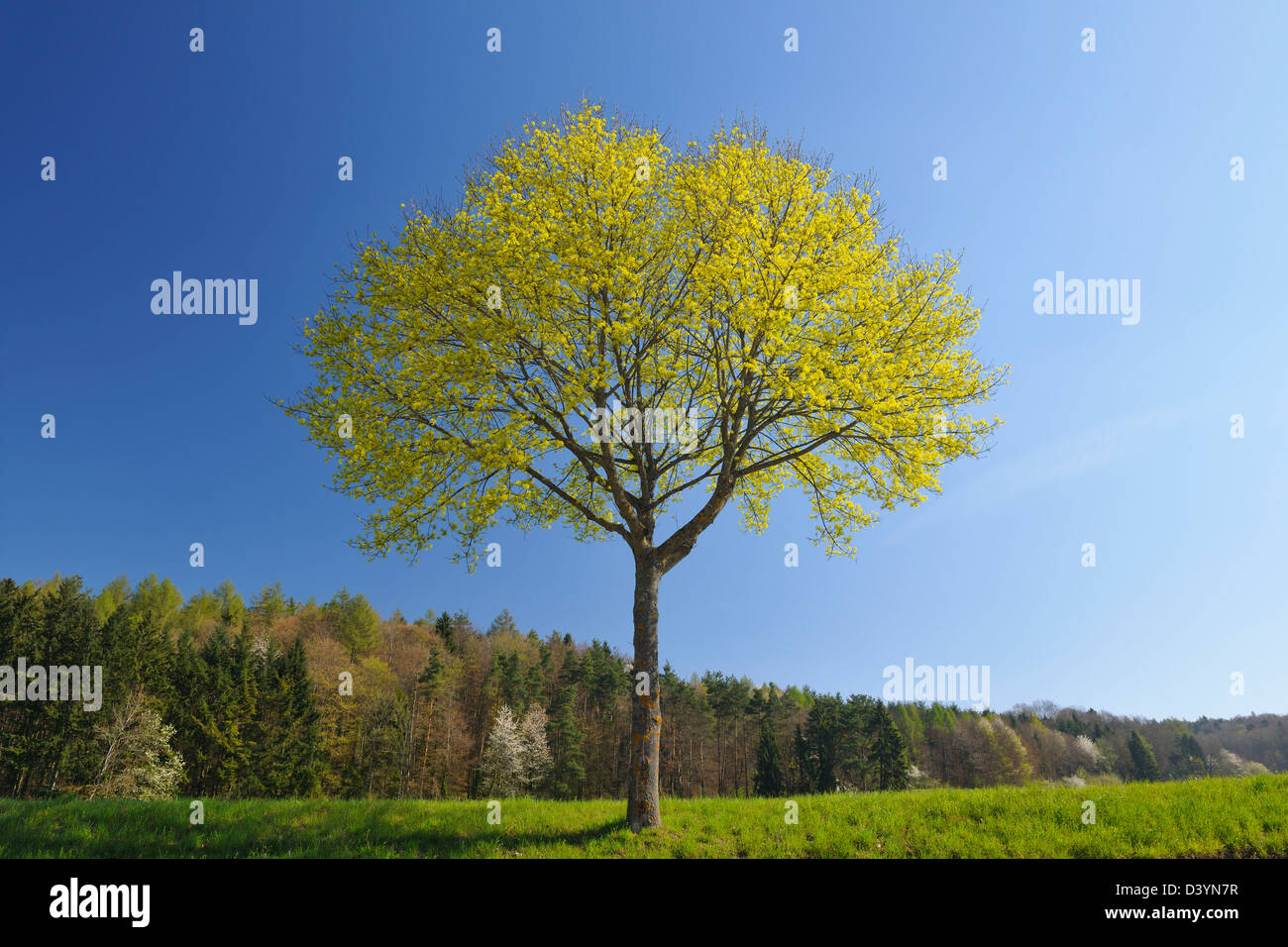 Maple Tree, Uberlingen, Bodenseekreis, Tubinger, Baden Wurttemberg, Germany Stock Photo