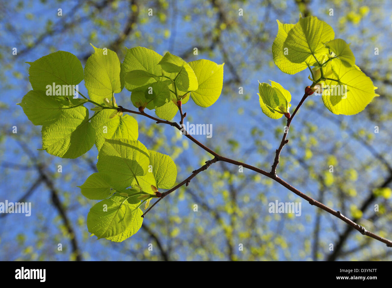 Lime Tree Leaves, Meersburg, Bodenseekreis, Tubingen, Baden Wurttemberg, Germany Stock Photo