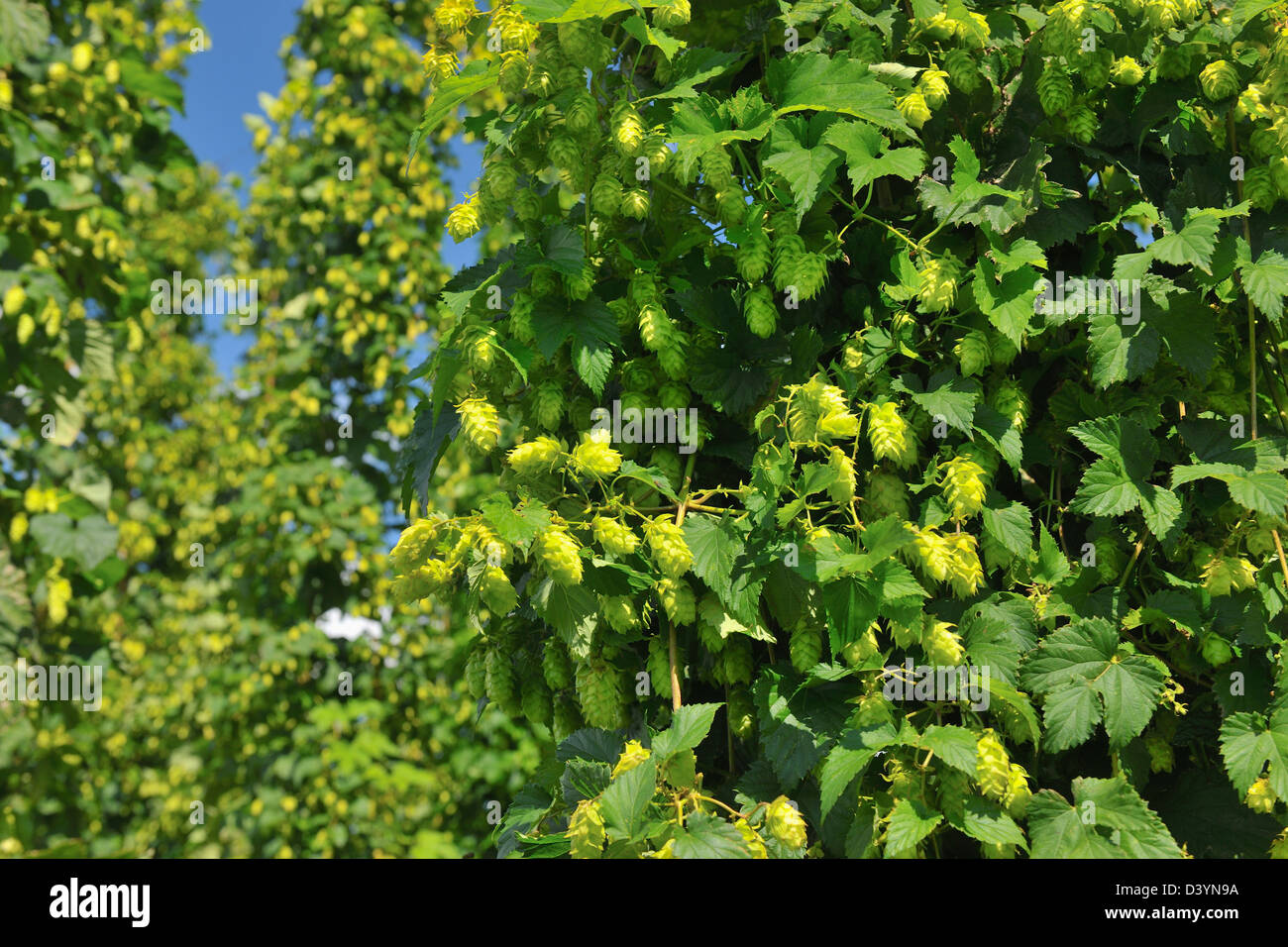 Hop Cones, Humulus Lupulus, Baden-Wurttemberg, Germany Stock Photo