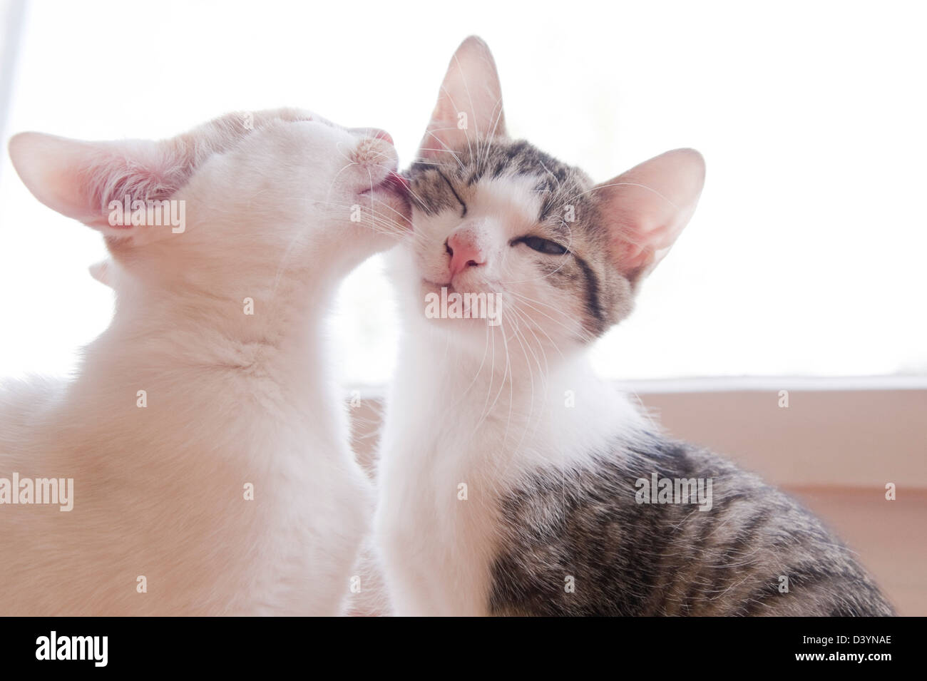 Kitty Lick 420
