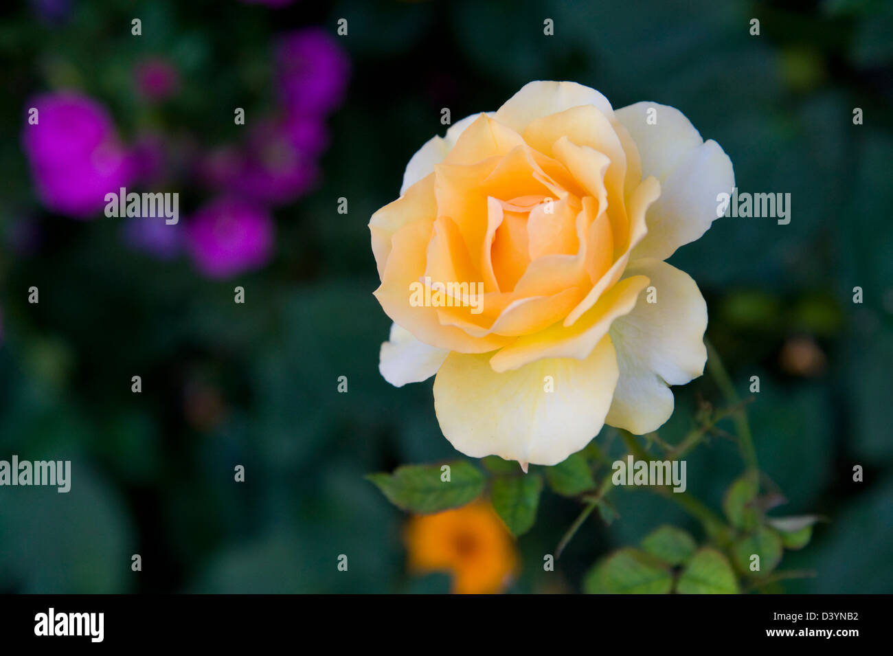 Bettina Rose High Resolution Stock Photography and Images - Alamy