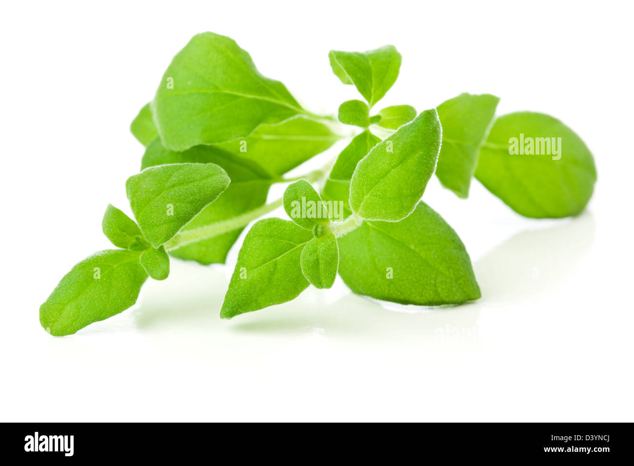 marjoram sprig on white background Stock Photo Alamy