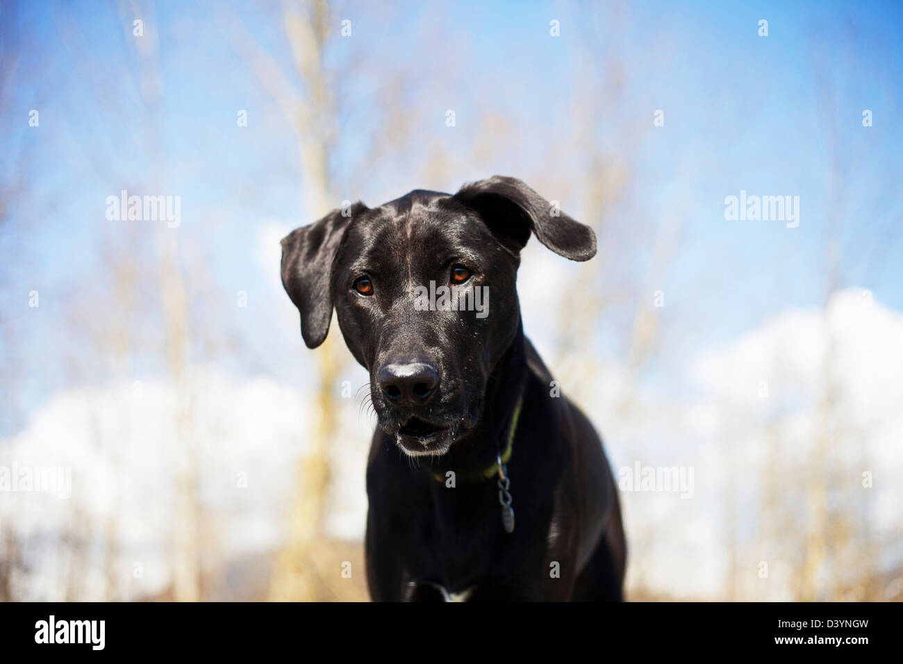 Mixed Breed Labrador Retriever, British Columbia, Canada Stock Photo