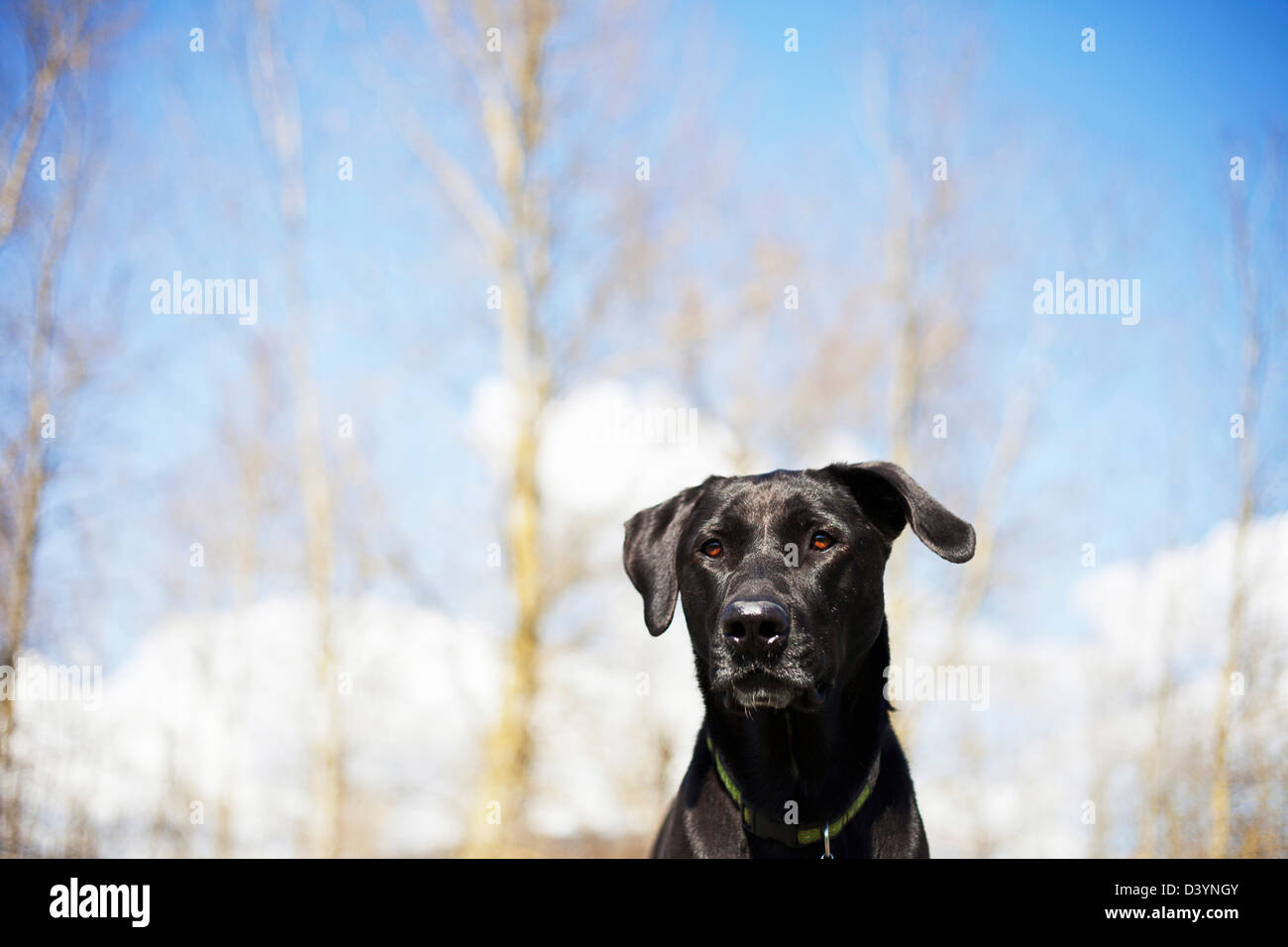 Mixed Breed Labrador Retriever, British Columbia, Canada Stock Photo