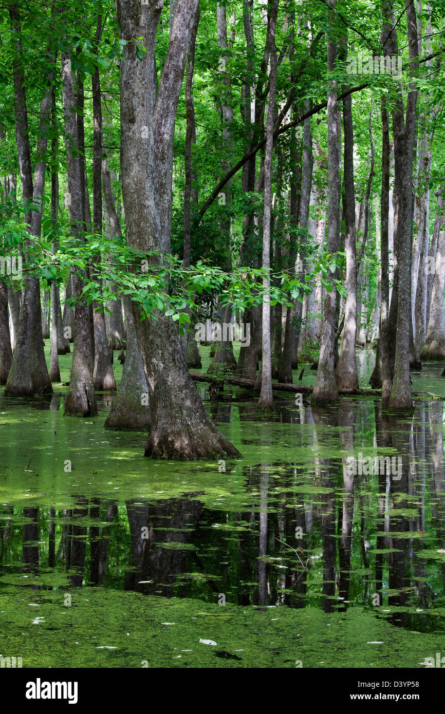 Cypress Swamp, Natchez Trace Parkway, Mississippi, USA Stock Photo