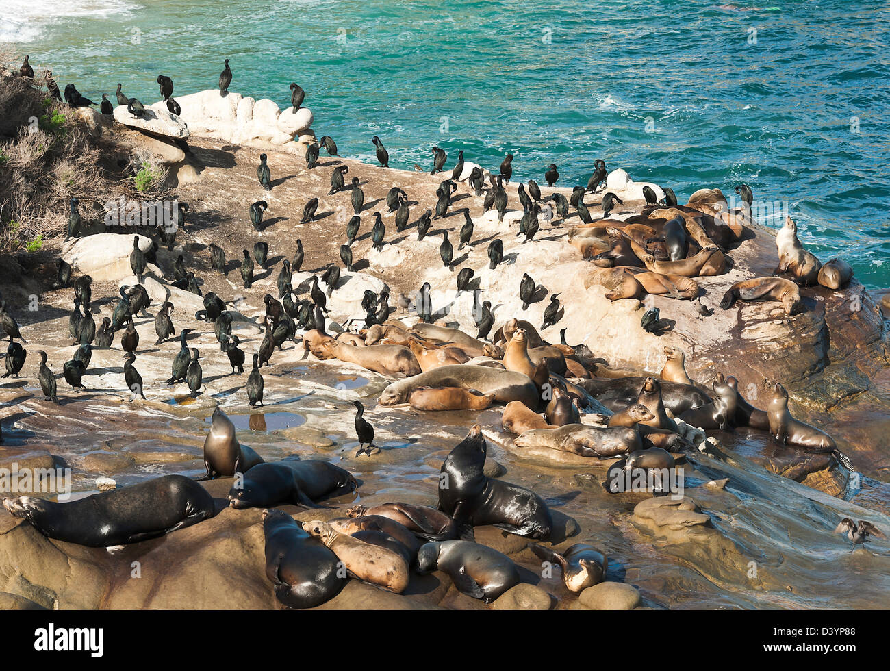 san diego sea lions