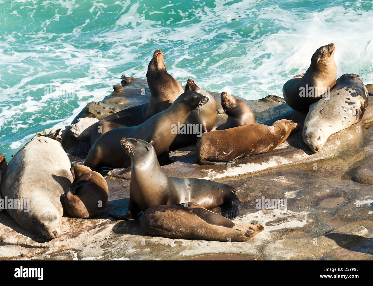 Sea lions on rocks hi-res stock photography and images - Alamy