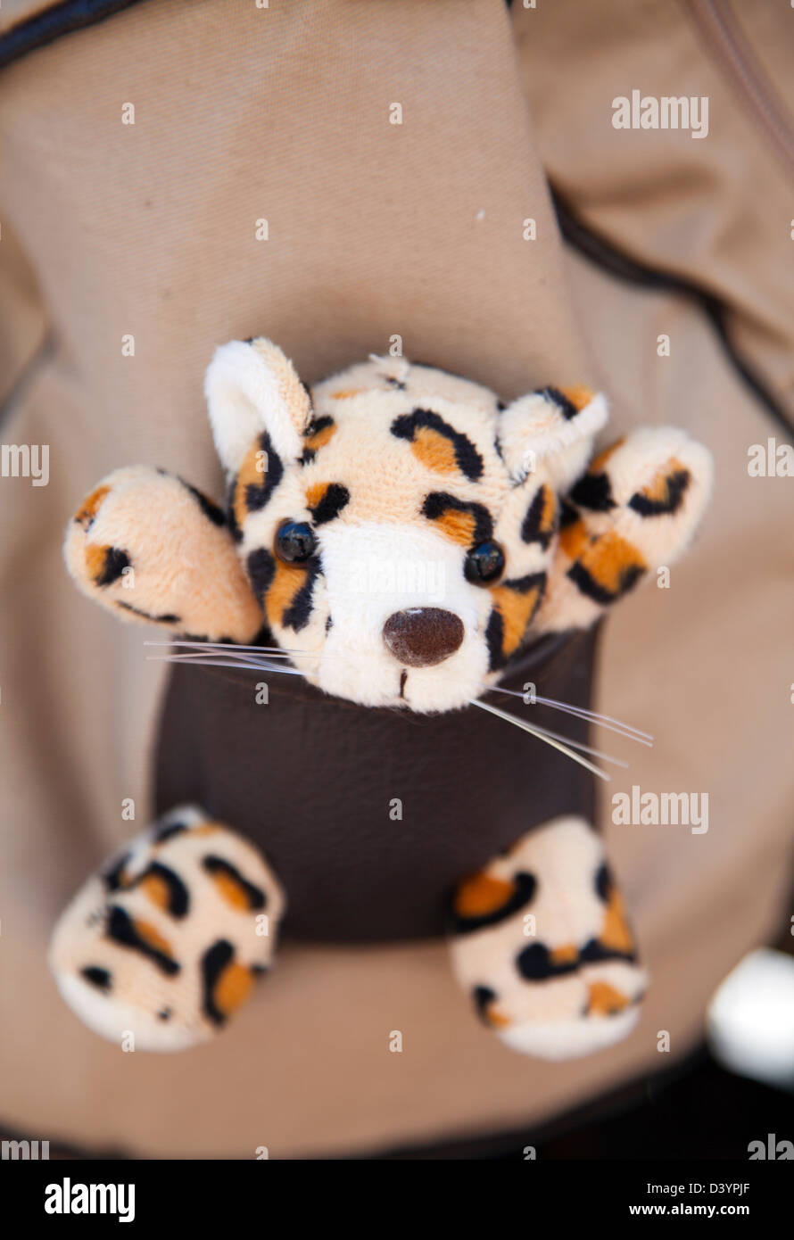 Leopard Toy tucked into back of Rucksack on sale Cape Town South Africa Stock Photo Alamy