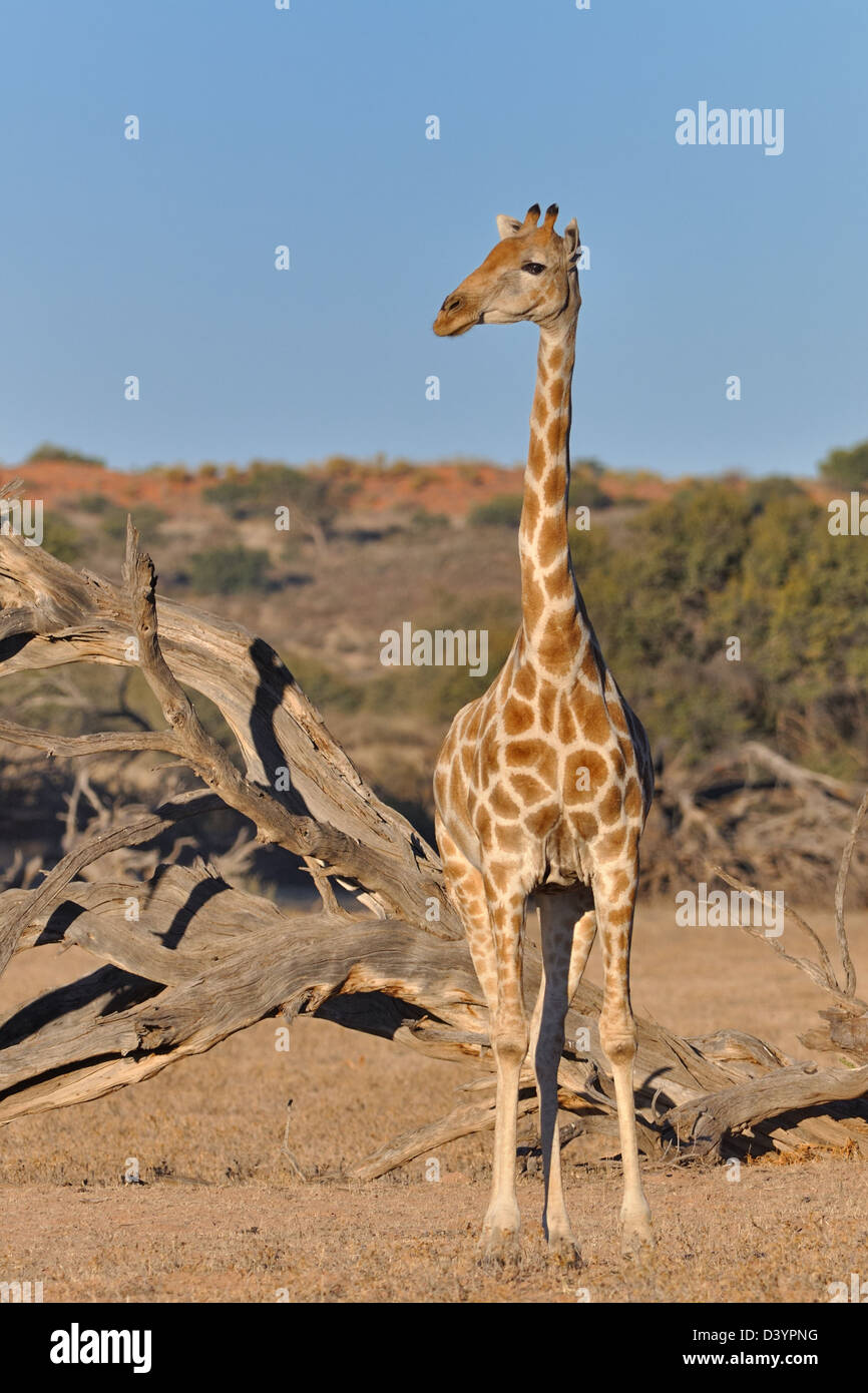 Giraffe (Giraffa camelopardalis), adult, standing in the dry Auob riverbed, Kgalagadi Transfrontier Park, Northern Cape, South Africa, Africa Stock Photo