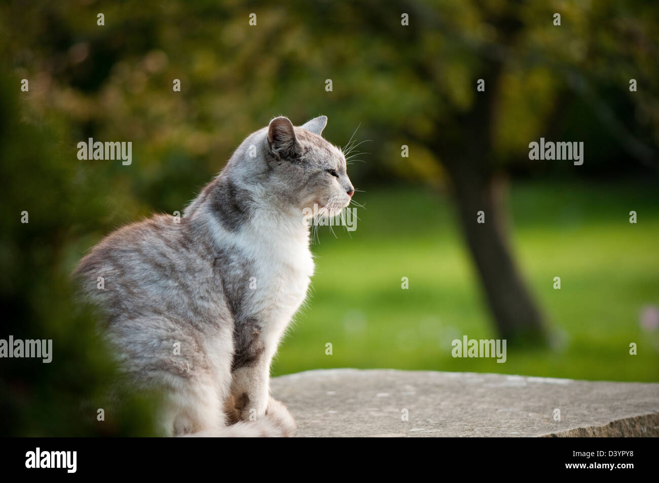 A grey and white cat sitting in a garden Stock Photo - Alamy