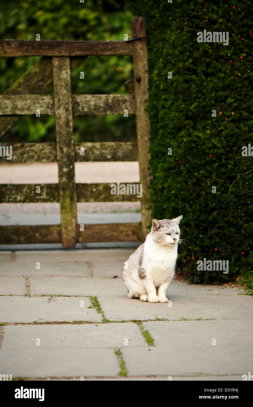 A grey and white cat sitting on a stone pathway by a garden gate Stock ...