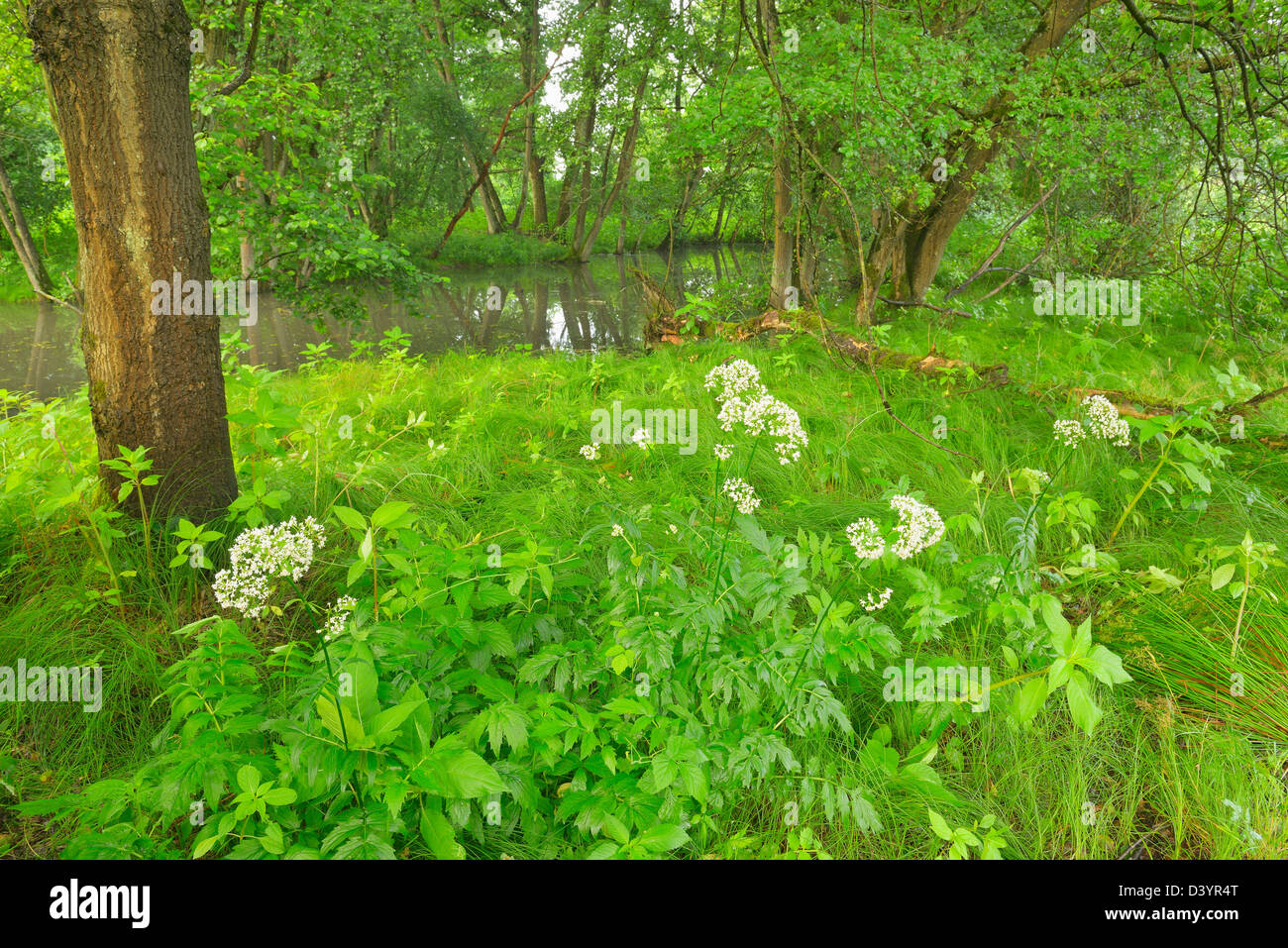 Oxbow of River Sinn in Summer, Burgsinn, Sinntal, Lower Franconia, Bavaria, Germany Stock Photo