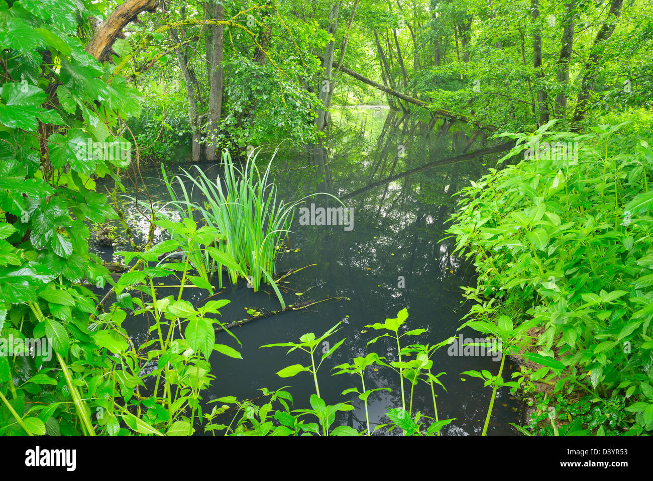 Oxbow of River Sinn in Summer, Burgsinn, Sinntal, Bavaria, Lower Franconia, Germany Stock Photo