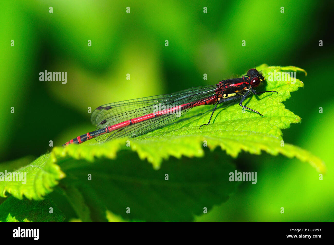 Red damselfly on leaf hi-res stock photography and images - Alamy