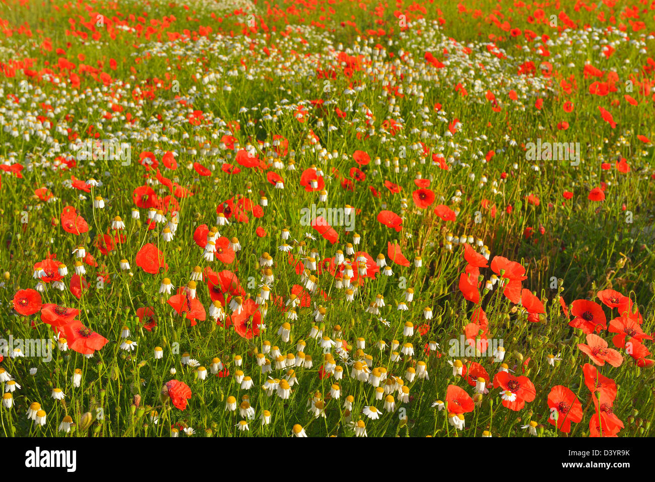 Field of Poppies, Karlstadt, Franconia, Bavaria, Germany Stock Photo