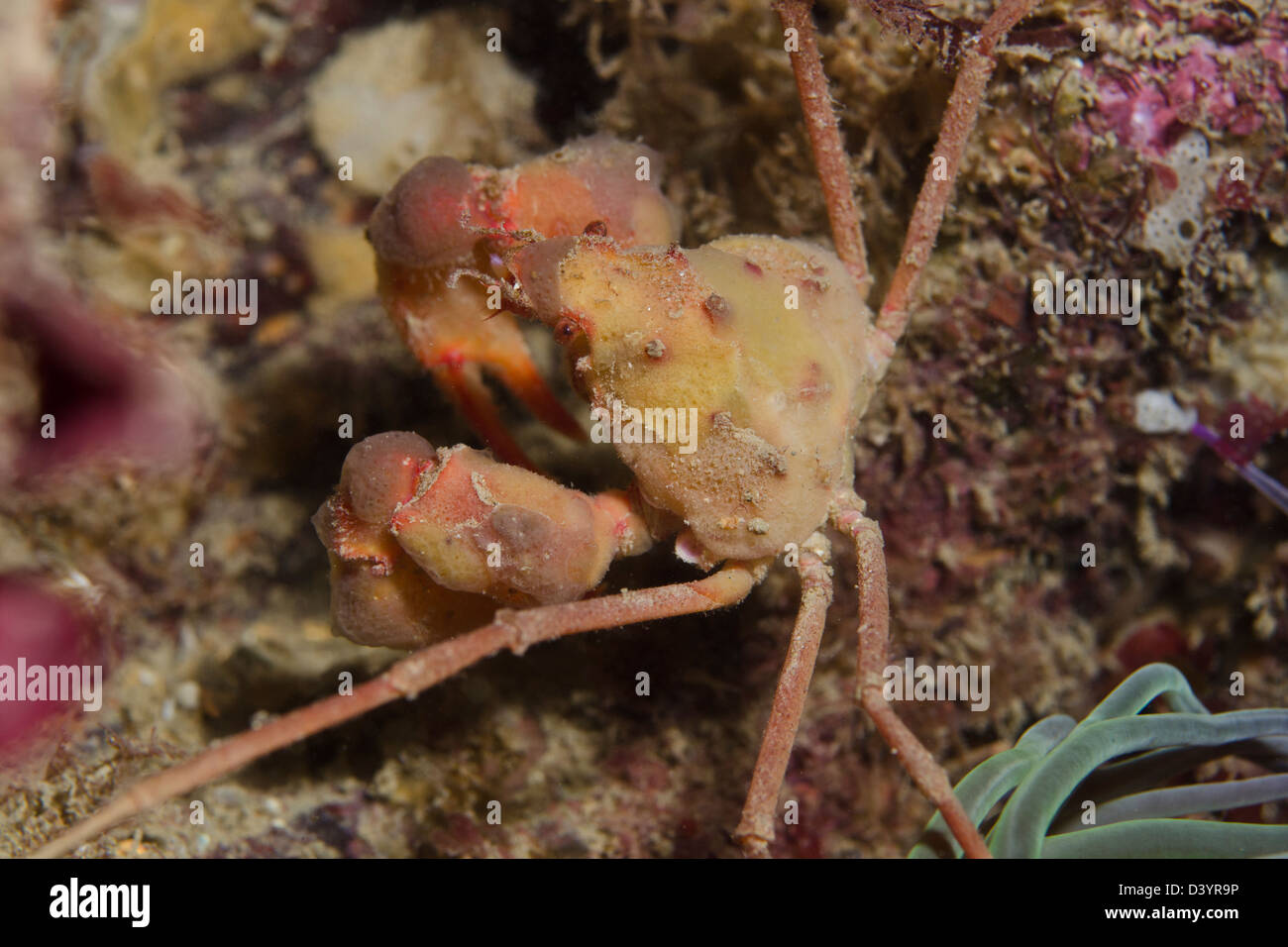 Leachs Spider Crab, Underwater image Stock Photo Alamy