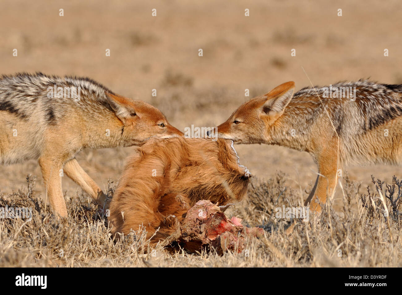 Jackals Eating Carcass Hi Res Stock Photography And Images Alamy