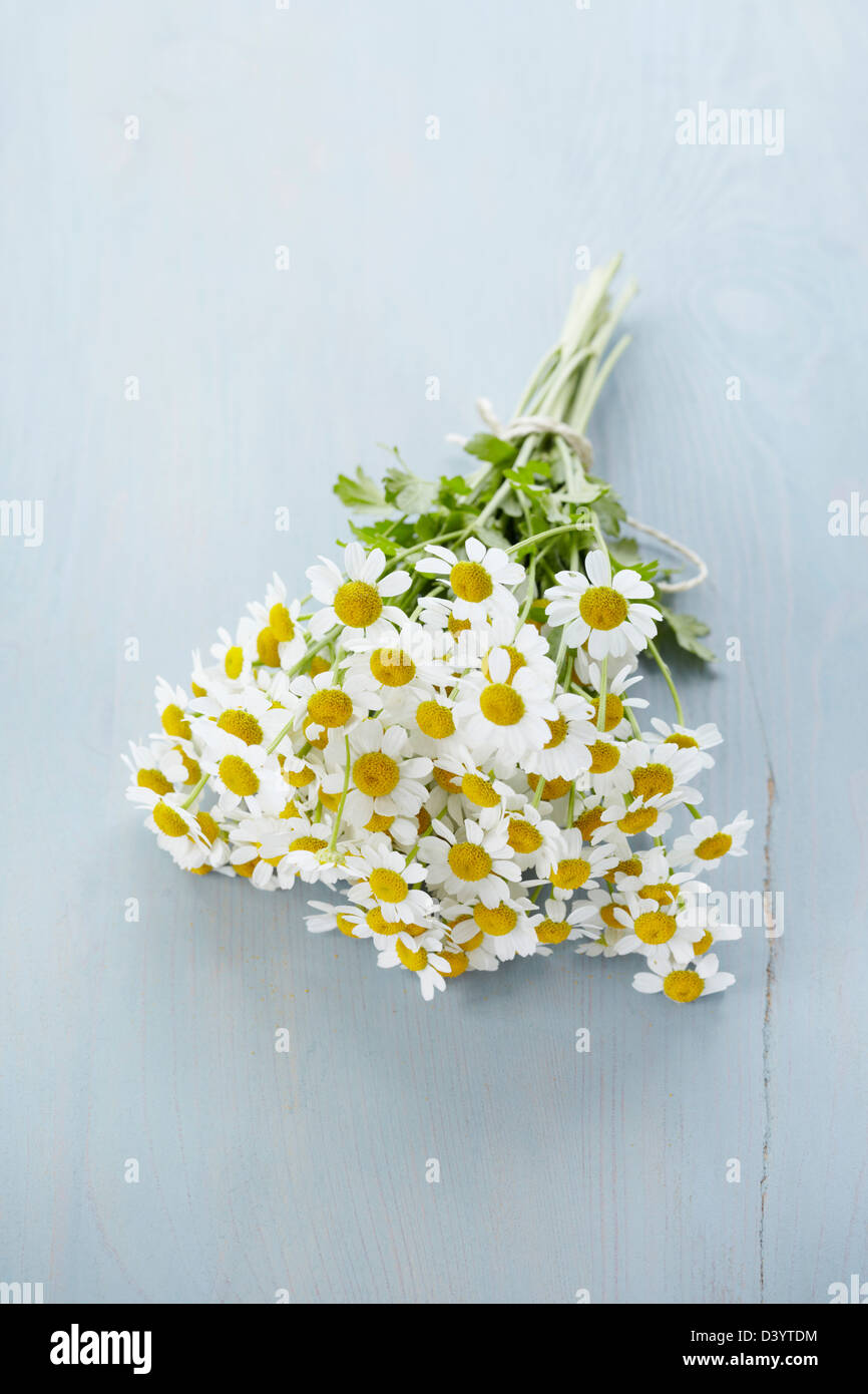 Chamomile Flowers Stock Photo